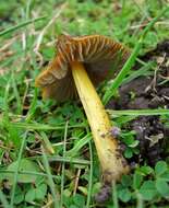 Image of waxcaps (fungi)