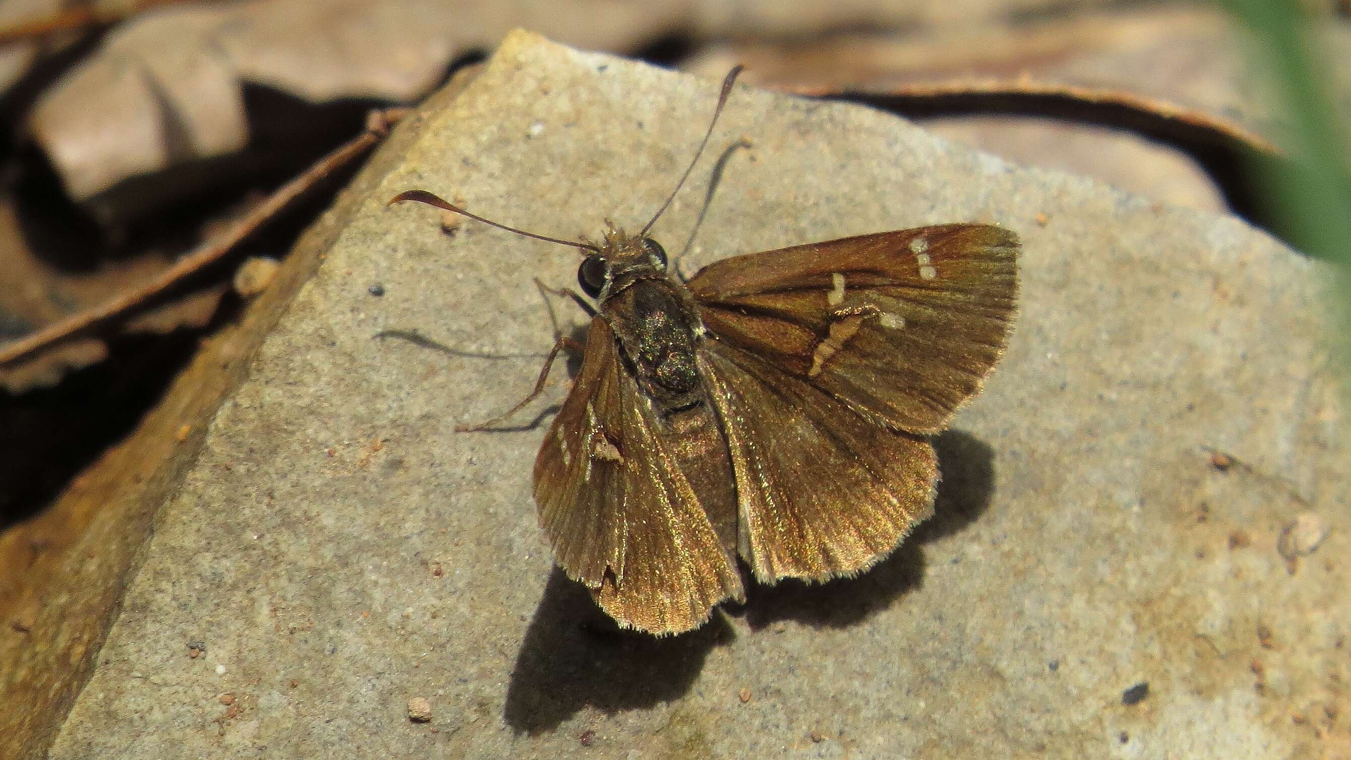 Слика од Lepidoptera