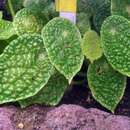 Image of Begonia microsperma Warb.