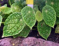 Image of Begonia microsperma Warb.