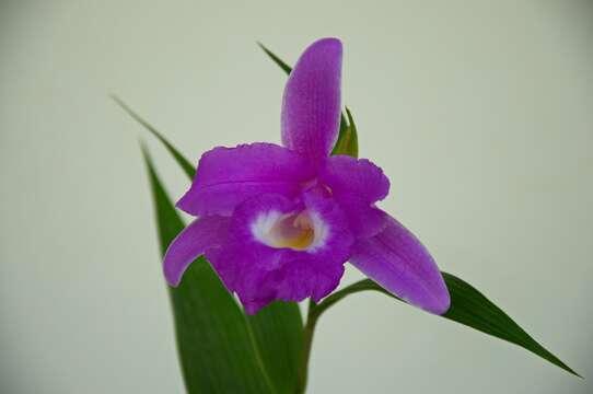 Image of orchid