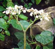 Image of lilypad begonia