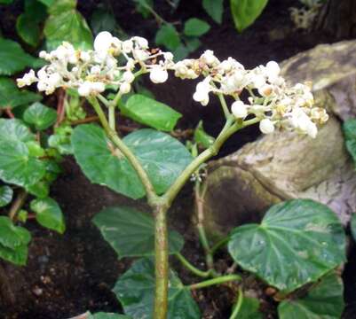 Слика од Begonia nelumbiifolia Schltdl. & Cham.