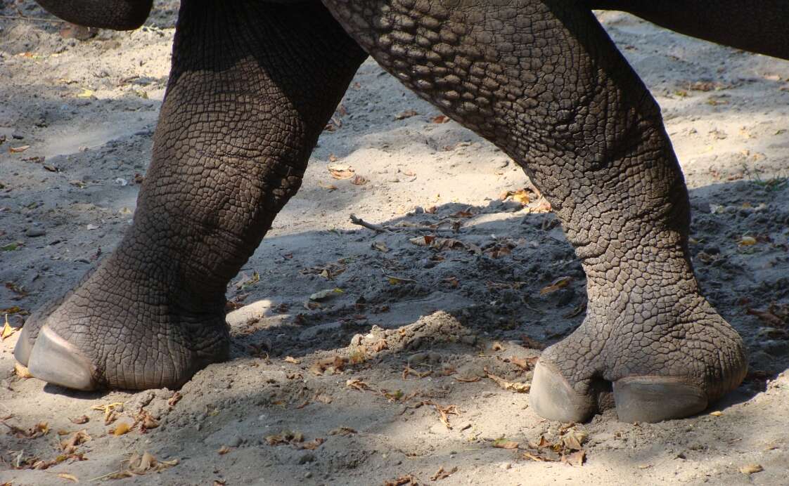 Image of Indian and Javan Rhinoceroses