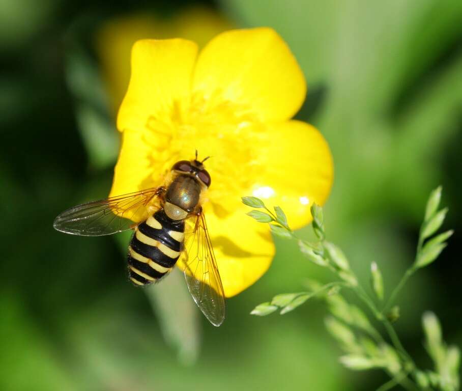 Plancia ëd Syrphus ribesii (Linnaeus 1758)