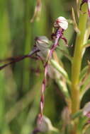 Himantoglossum adriaticum H. Baumann resmi