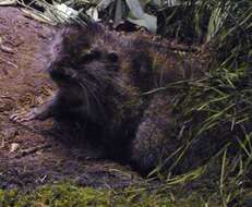 Image of mountain beavers