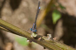 Image of Argia pulla Hagen ex Selys 1865