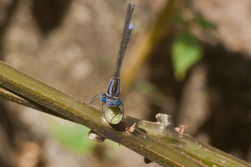 Image of Argia pulla Hagen ex Selys 1865