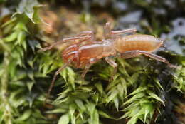 Image of shorttailed whipscorpions