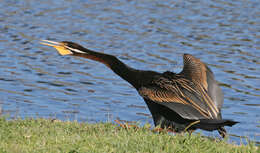 Image de Anhinga d'Australie