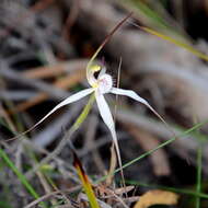 Image of Caladenia saggicola D. L. Jones