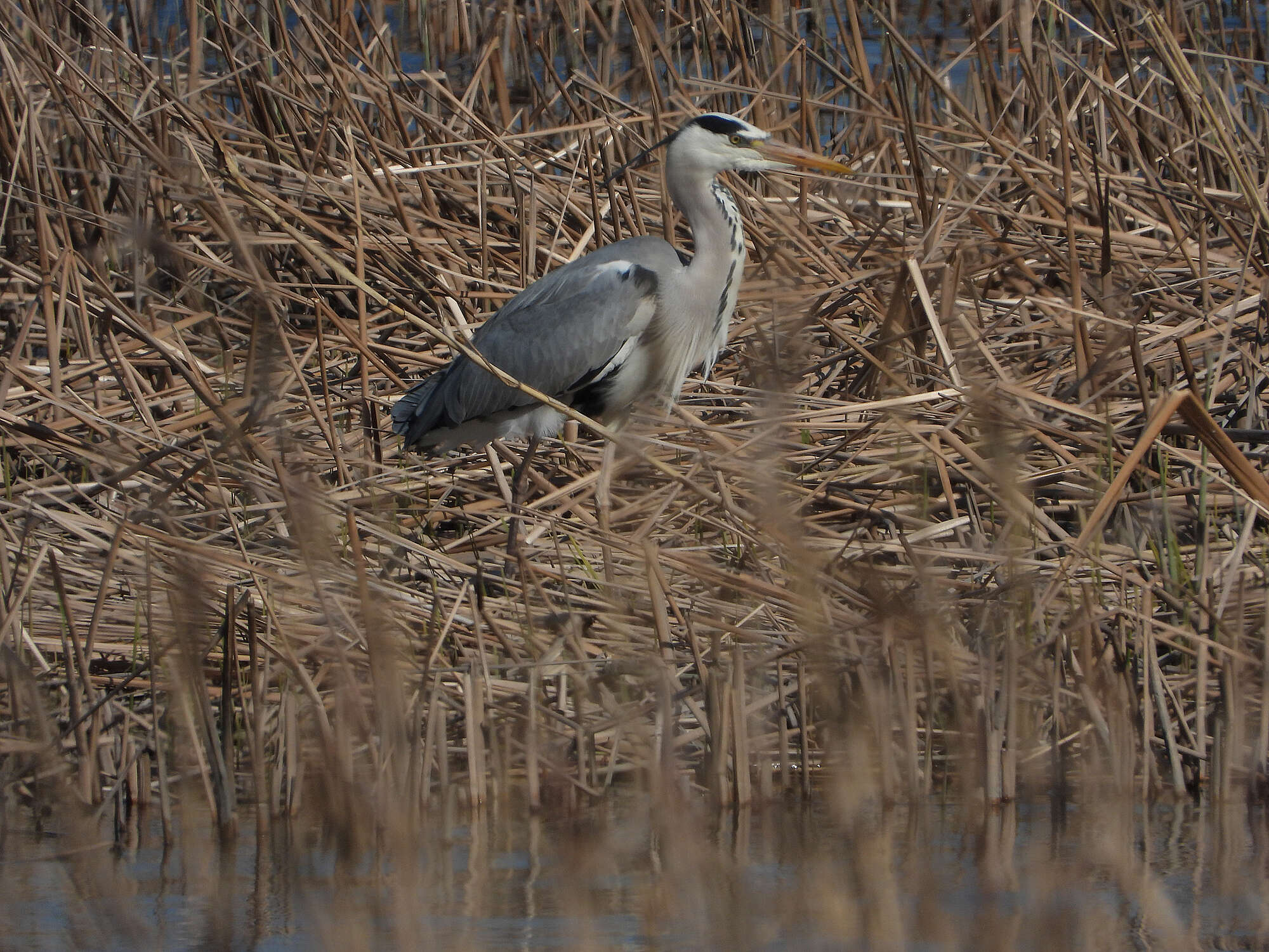 Image of Grey Heron