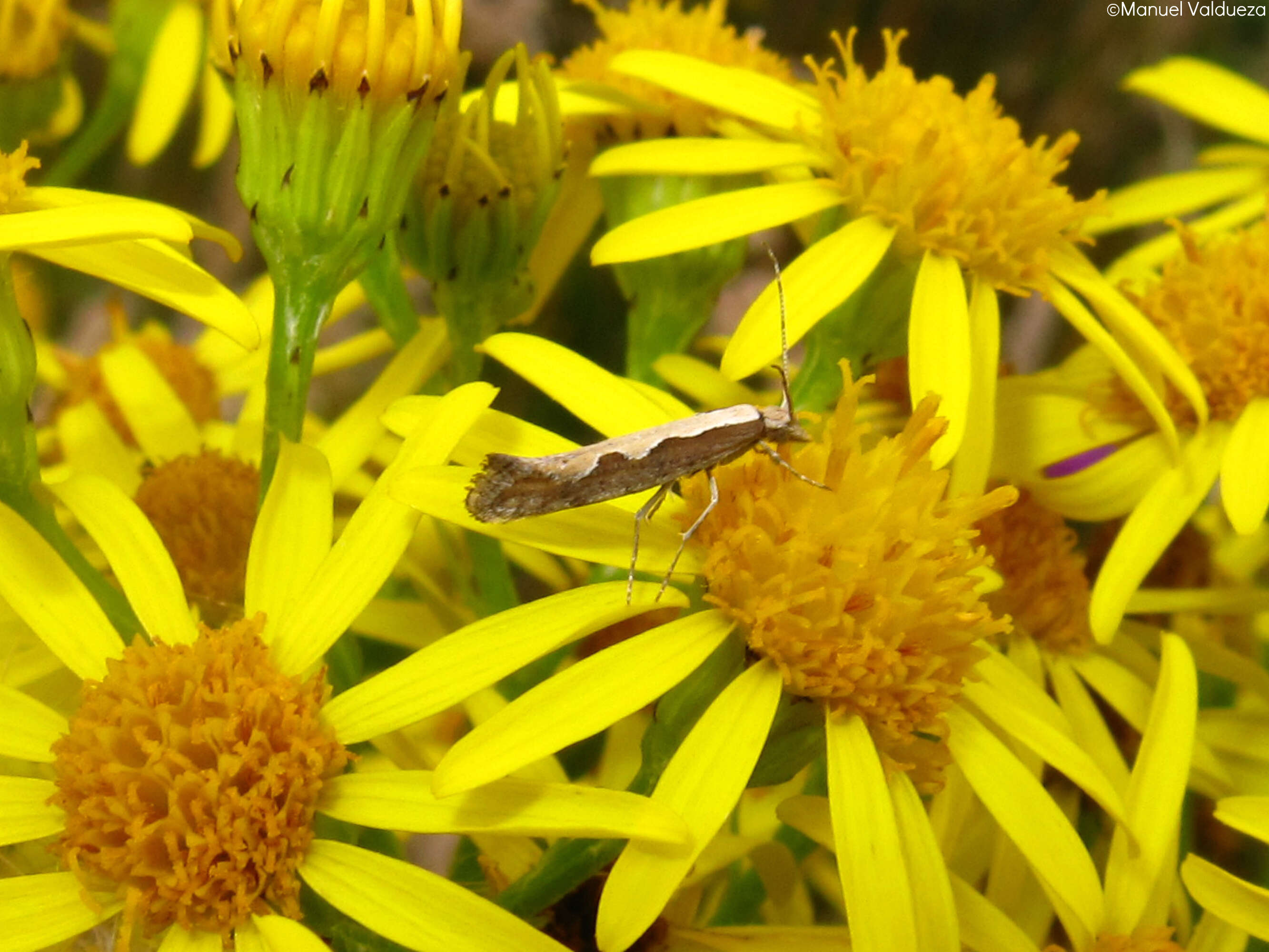 صورة Plutella xylostella Linnaeus 1767