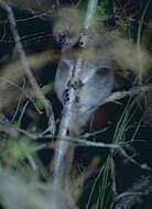 Image of white-footed sportive lemur