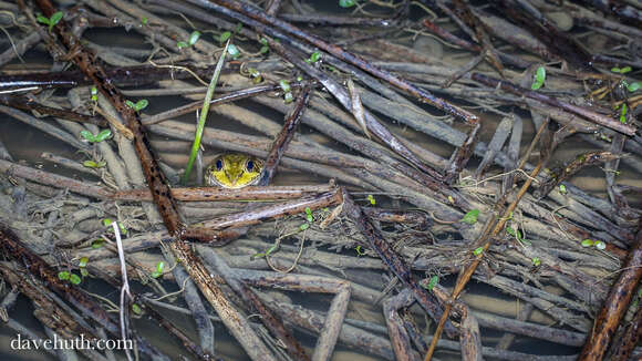 Image of American Bullfrog