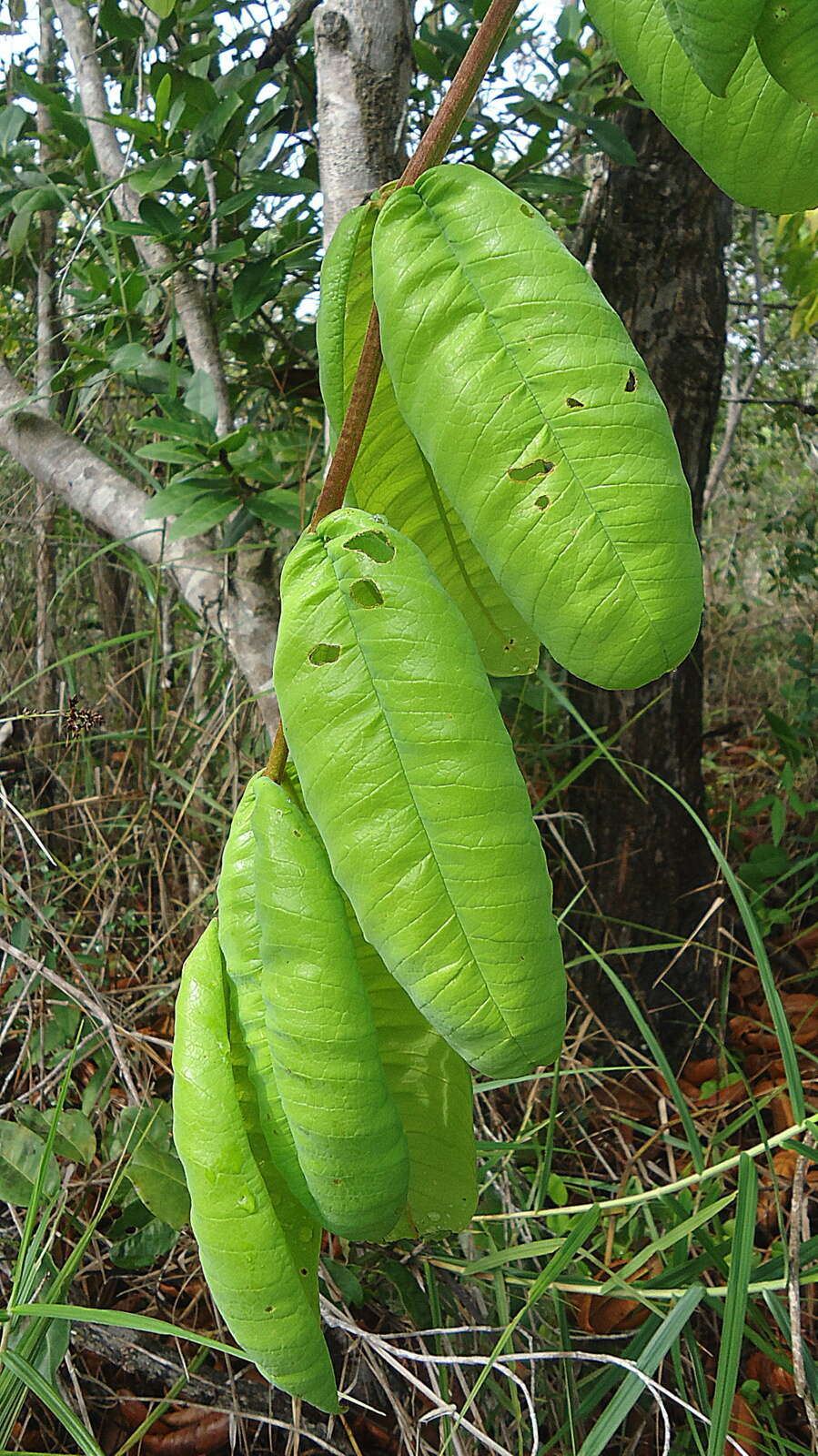 Andira legalis (Vell.) Toledo的圖片