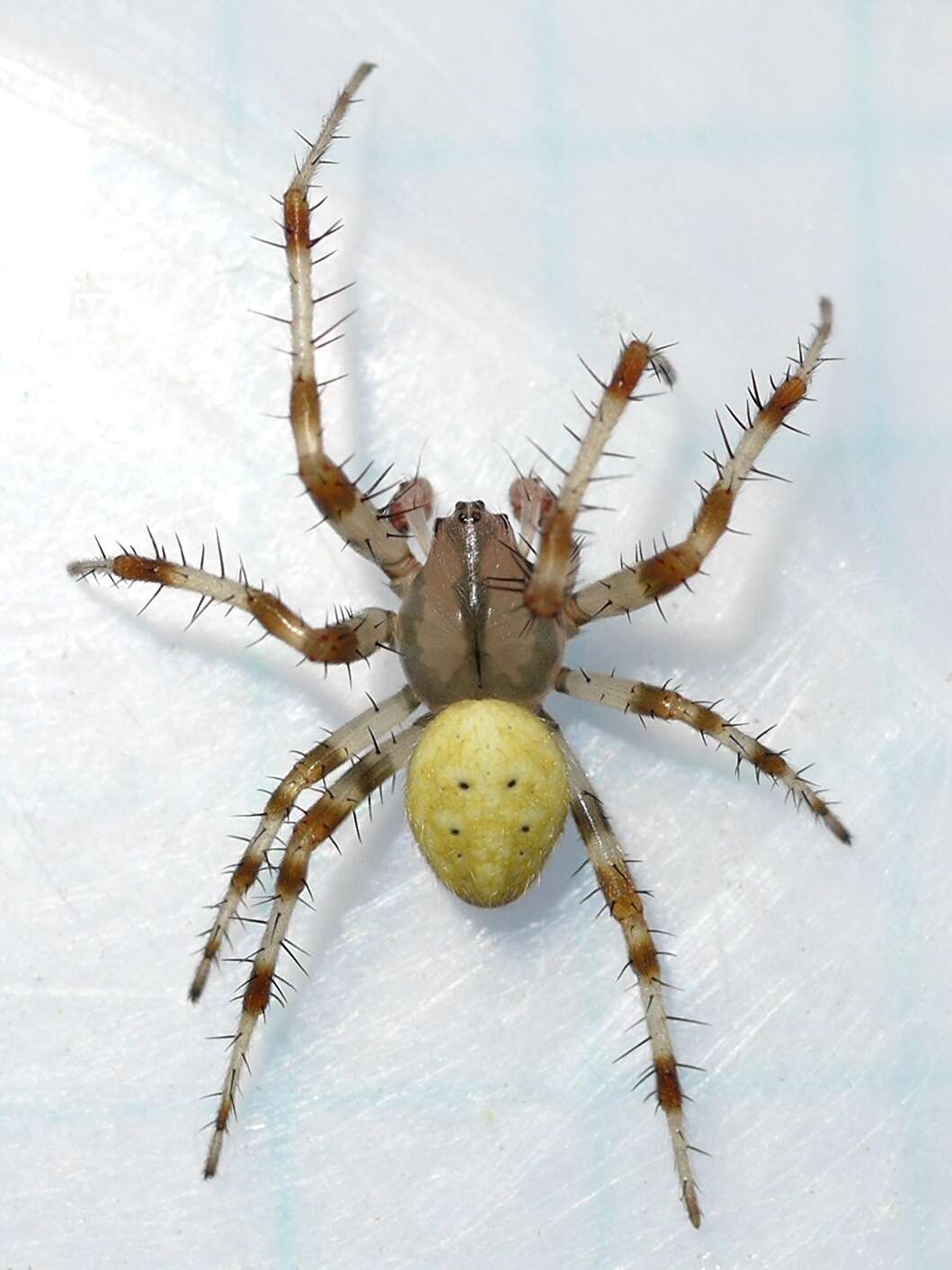 Image of Araneus