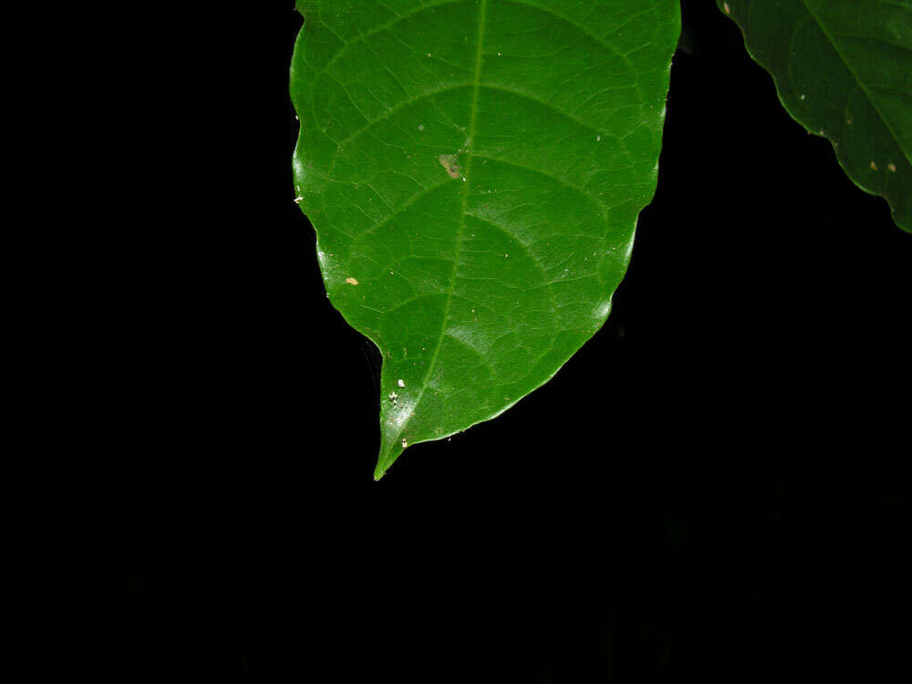 Image of Capparidastrum discolor (J. D. Sm.) Cornejo & Iltis