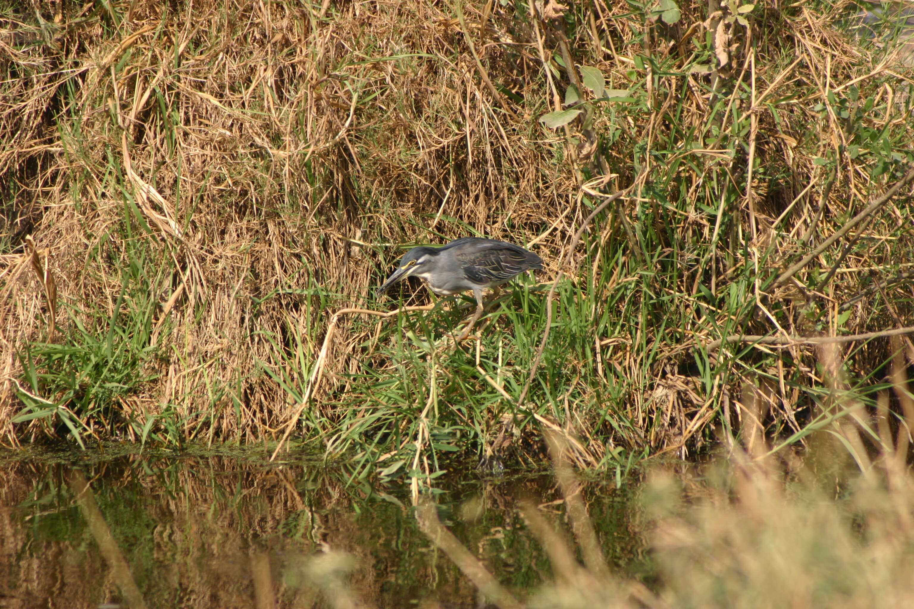 Image of Butorides striatus