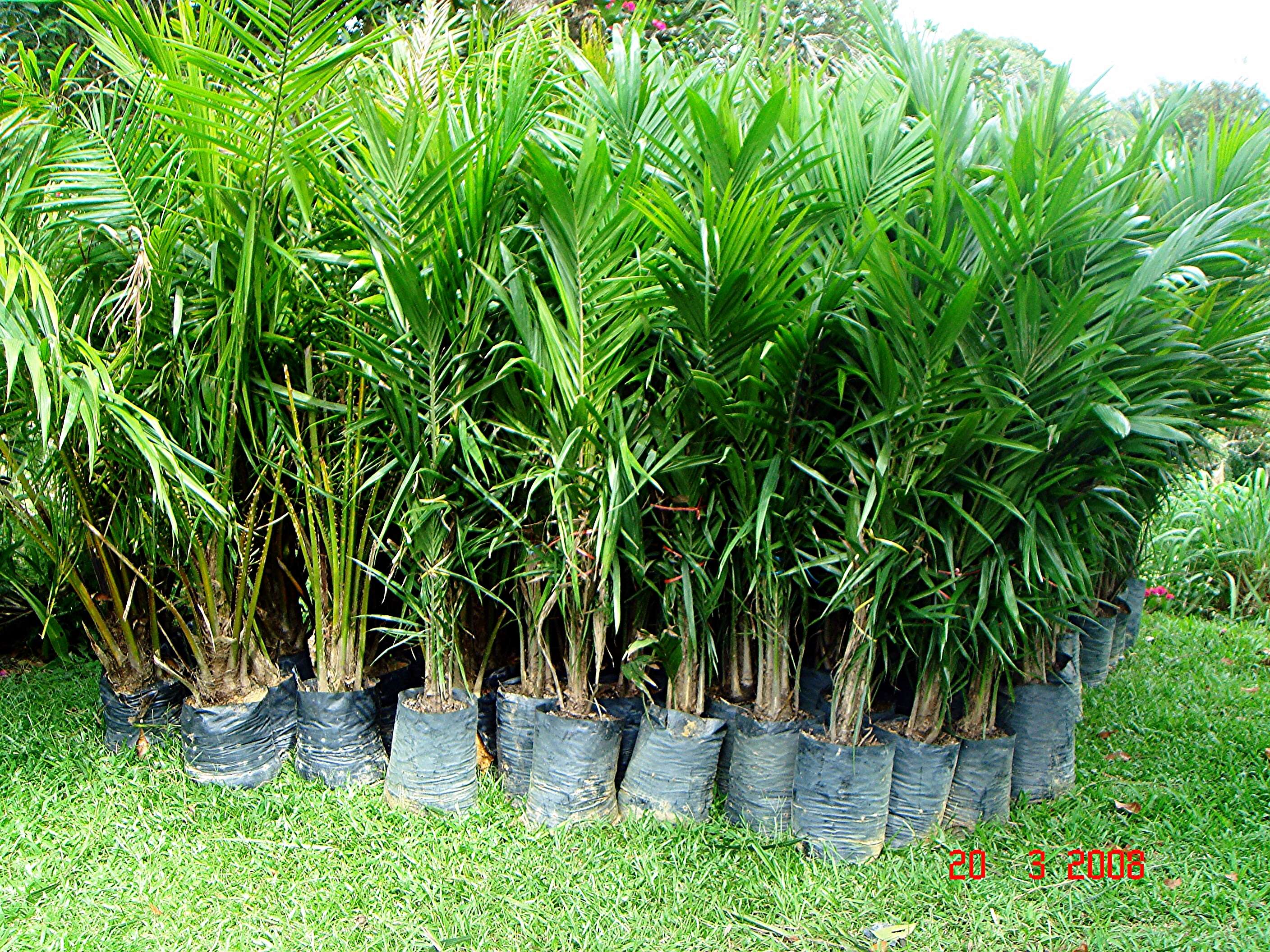 Image of oil palm