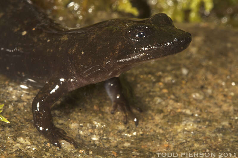 Image of dusky salamanders