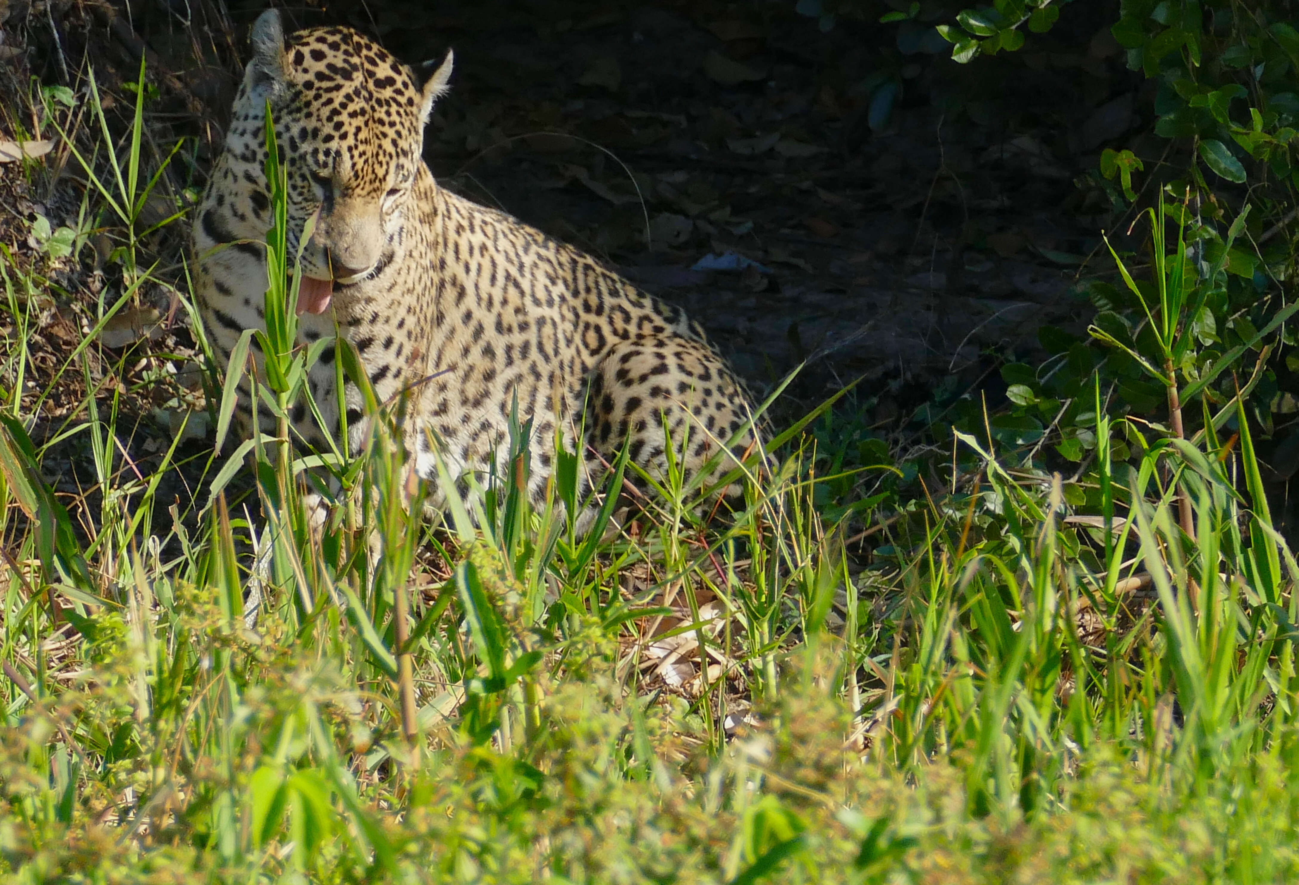 Image of Jaguar