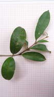 Image of Nyctagynaceae