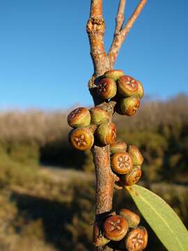 Image of Eucalyptus kybeanensis Maiden & Cambage