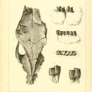 Image of <i>Rhinoceros occidentalis</i> (Leidy 1850)
