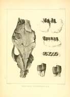 Image of Subhyracodon Wood 1927