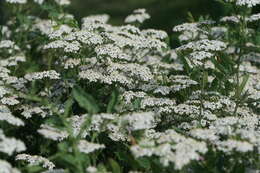 Image of yarrow