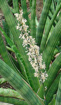 Image of Sansevieria suffruticosa N. E. Br.