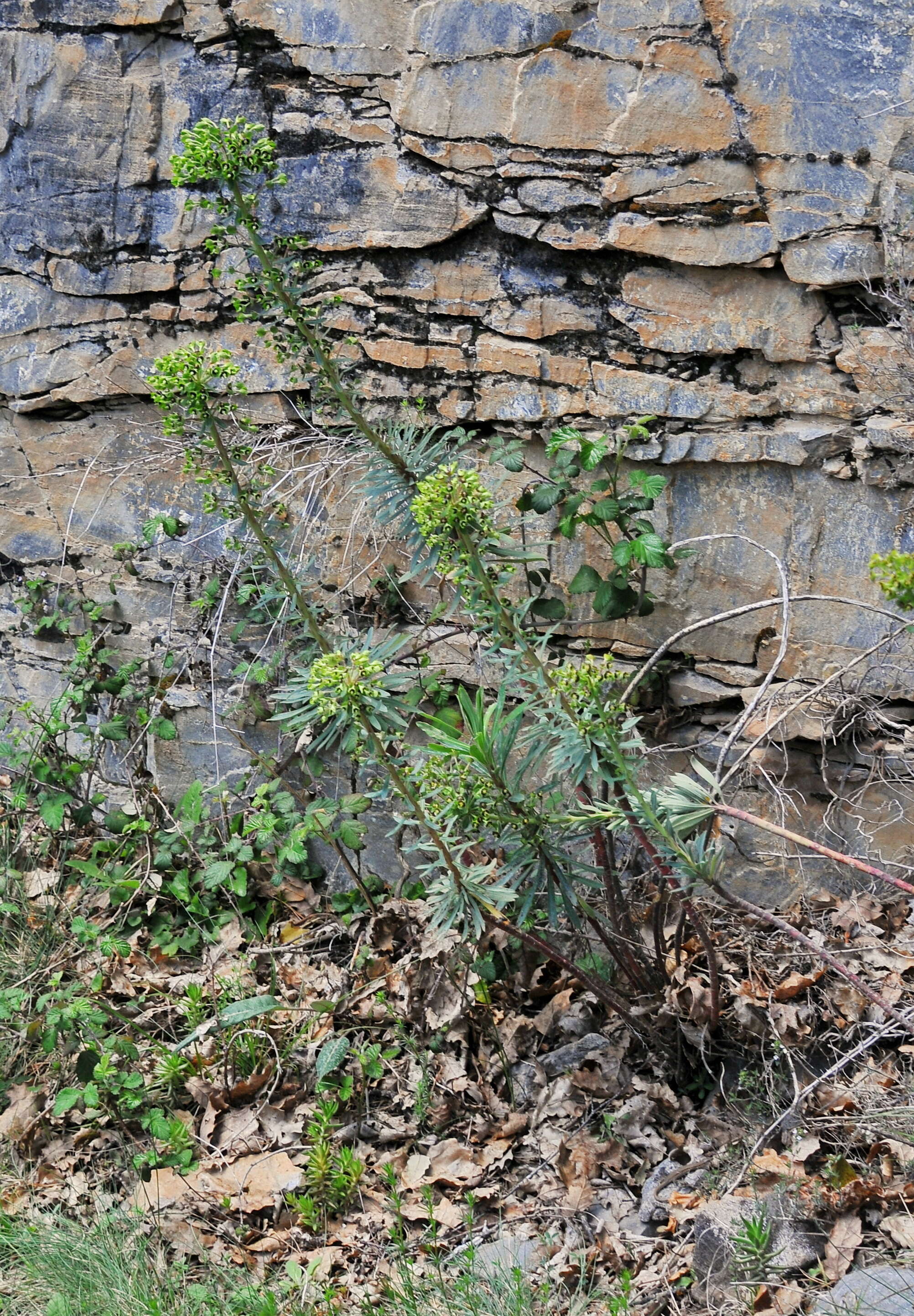 Image of Albanian spurge