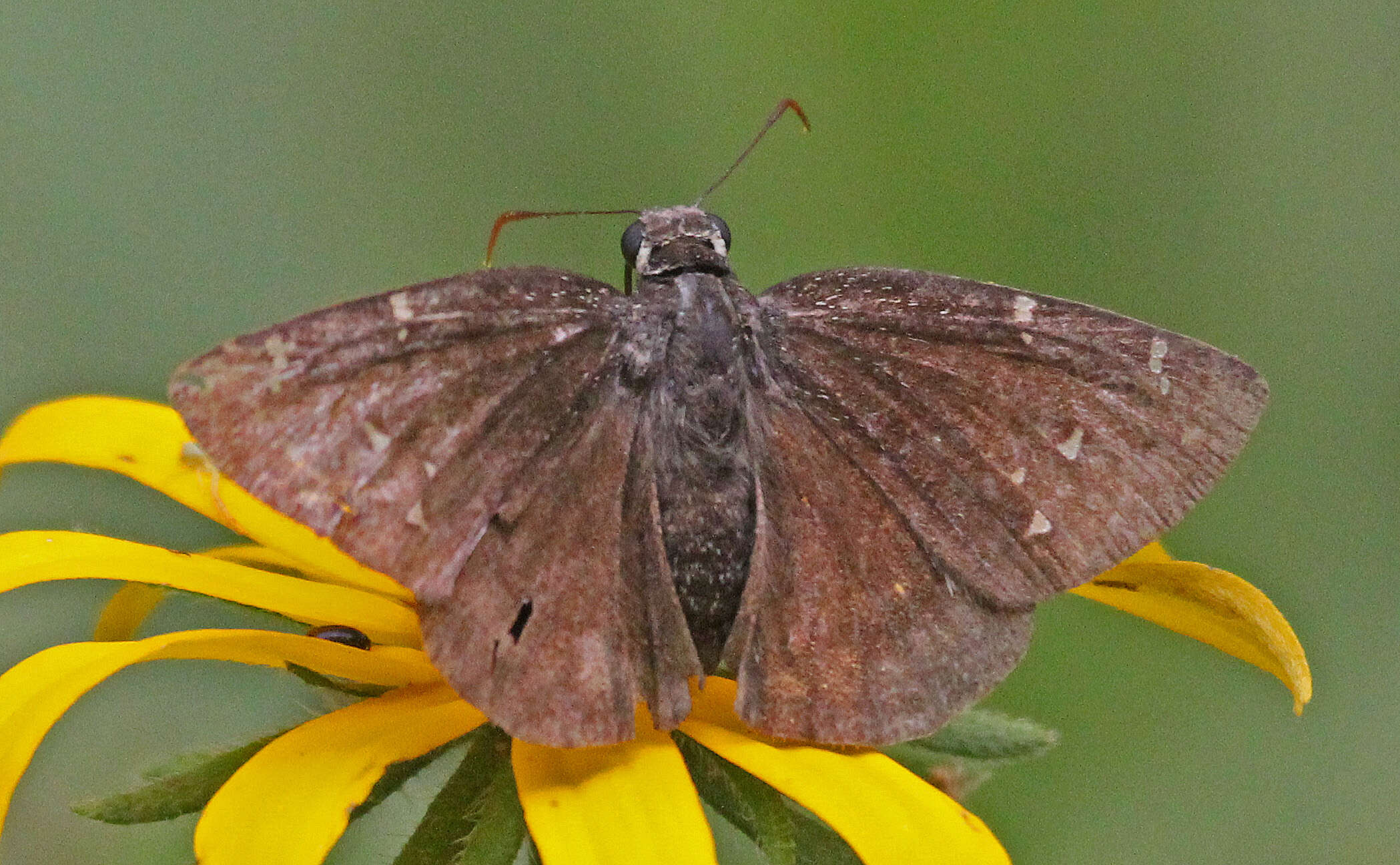 Image of Northern Cloudywing