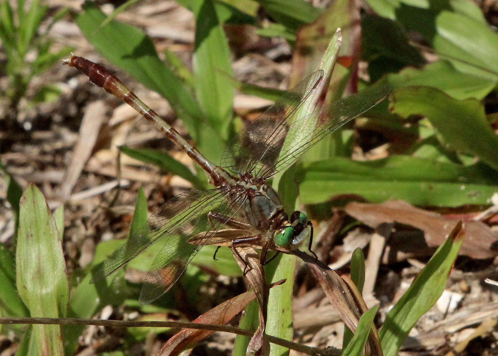 Imagem de Arigomphus pallidus (Rambur 1842)