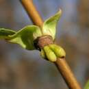 Image of Manasota Pawpaw