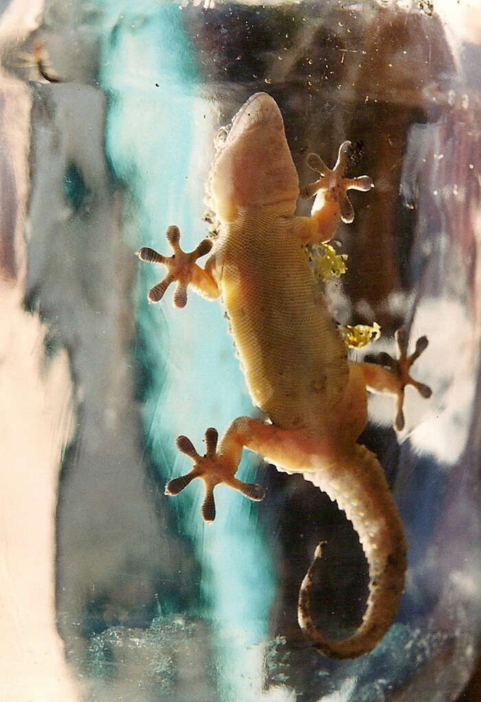 Image of American Wall Gecko