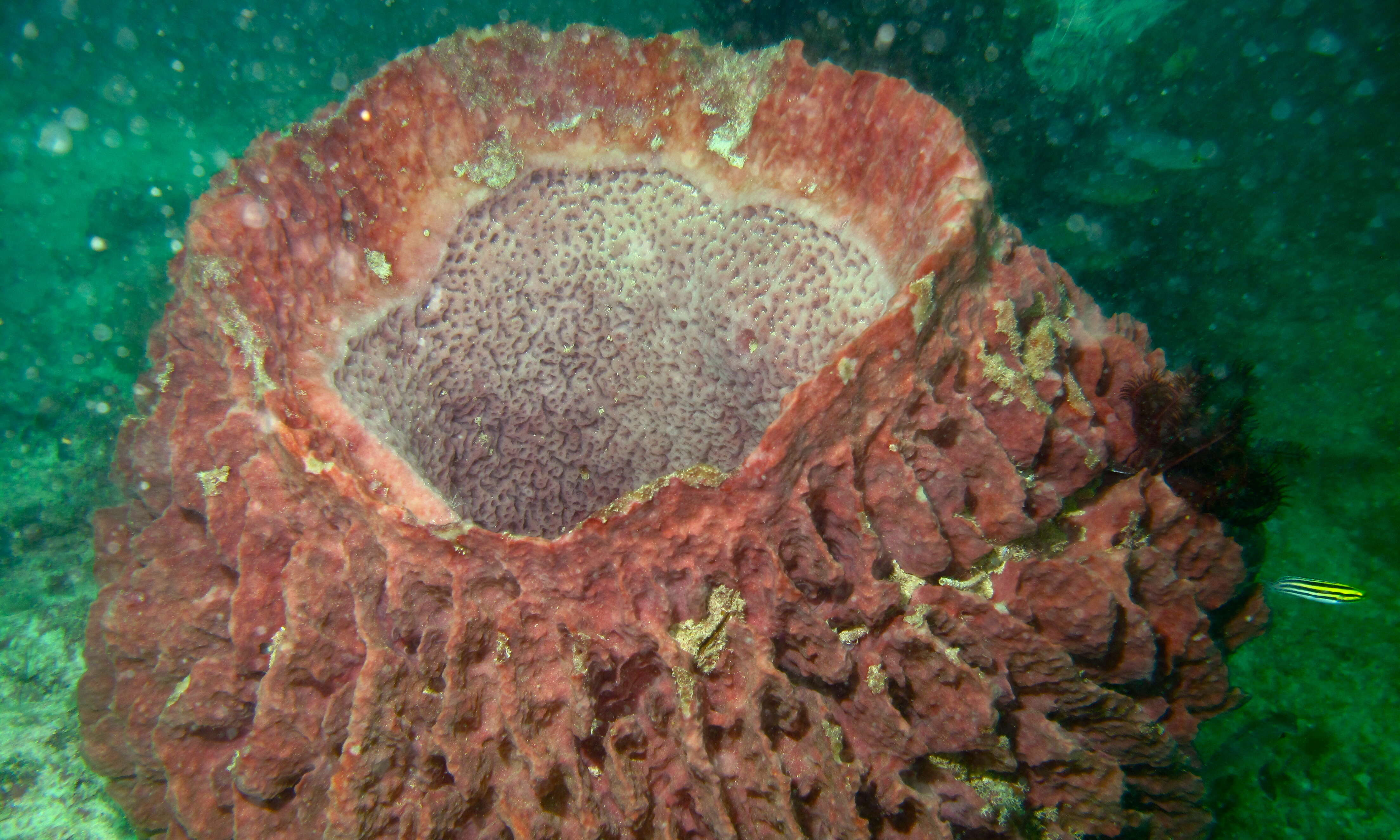 Image of Barrel sponge