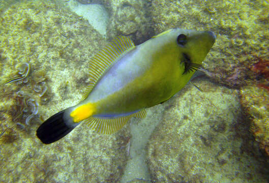 Image of Yellow-striped leatherjacket