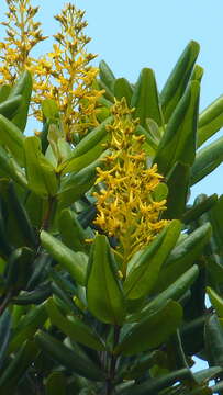 Image of Vochysia lucida C. Presl