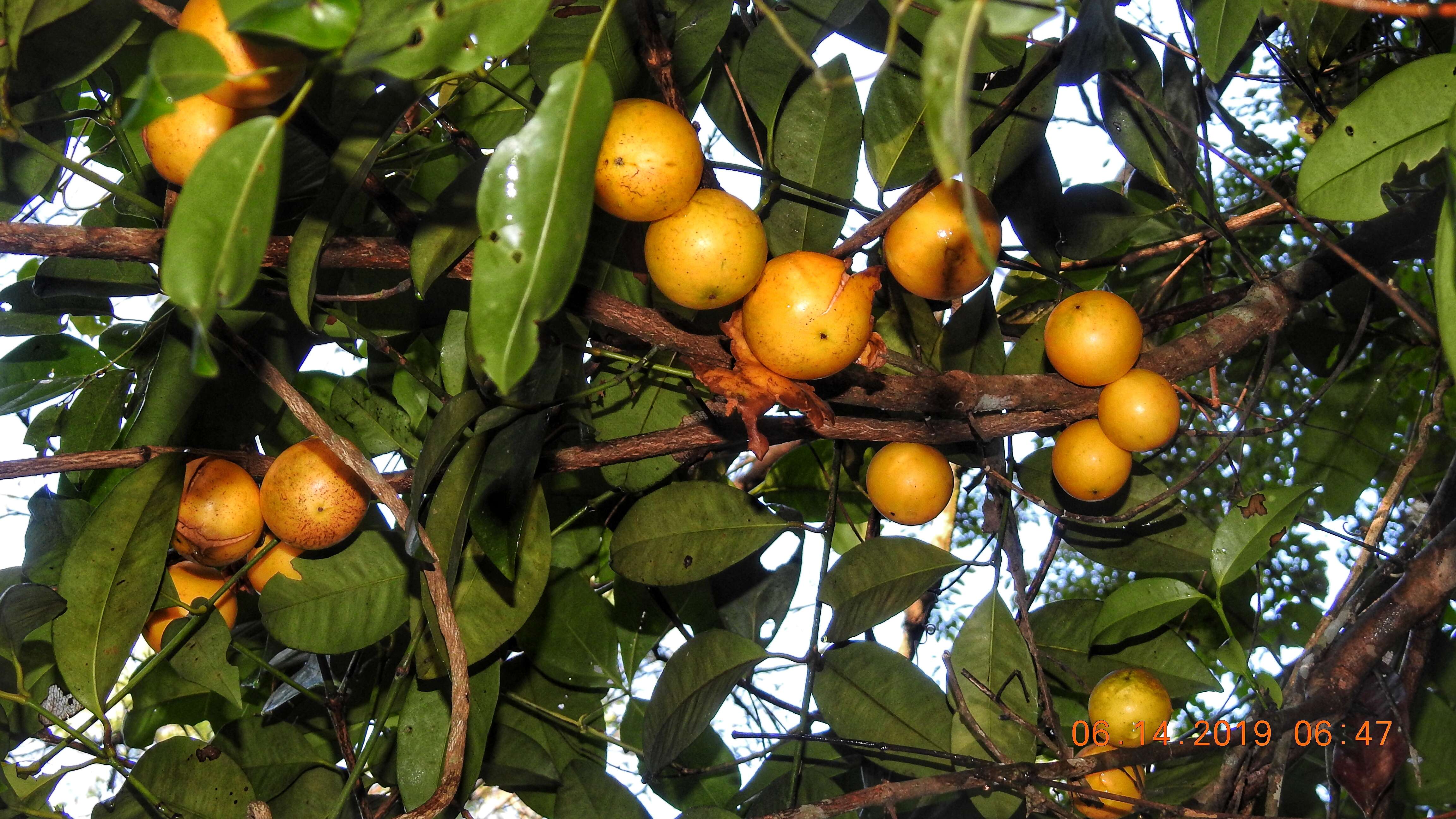 Sivun Garcinia macrophylla Mart. kuva