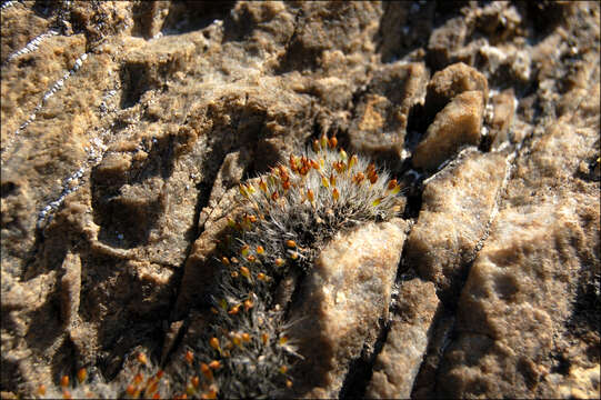 Image of pterygoneurum moss