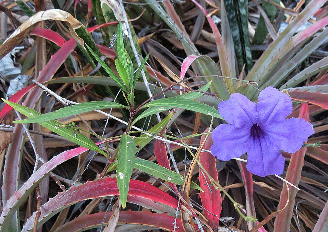 Image of Linear-Leaf Wild Petunia