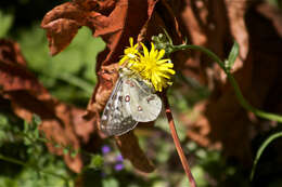 Image of Parnassius