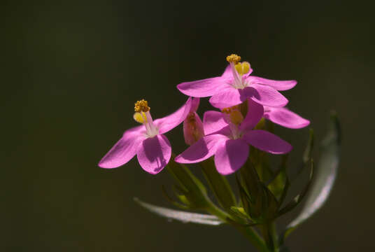 Image of Centaury