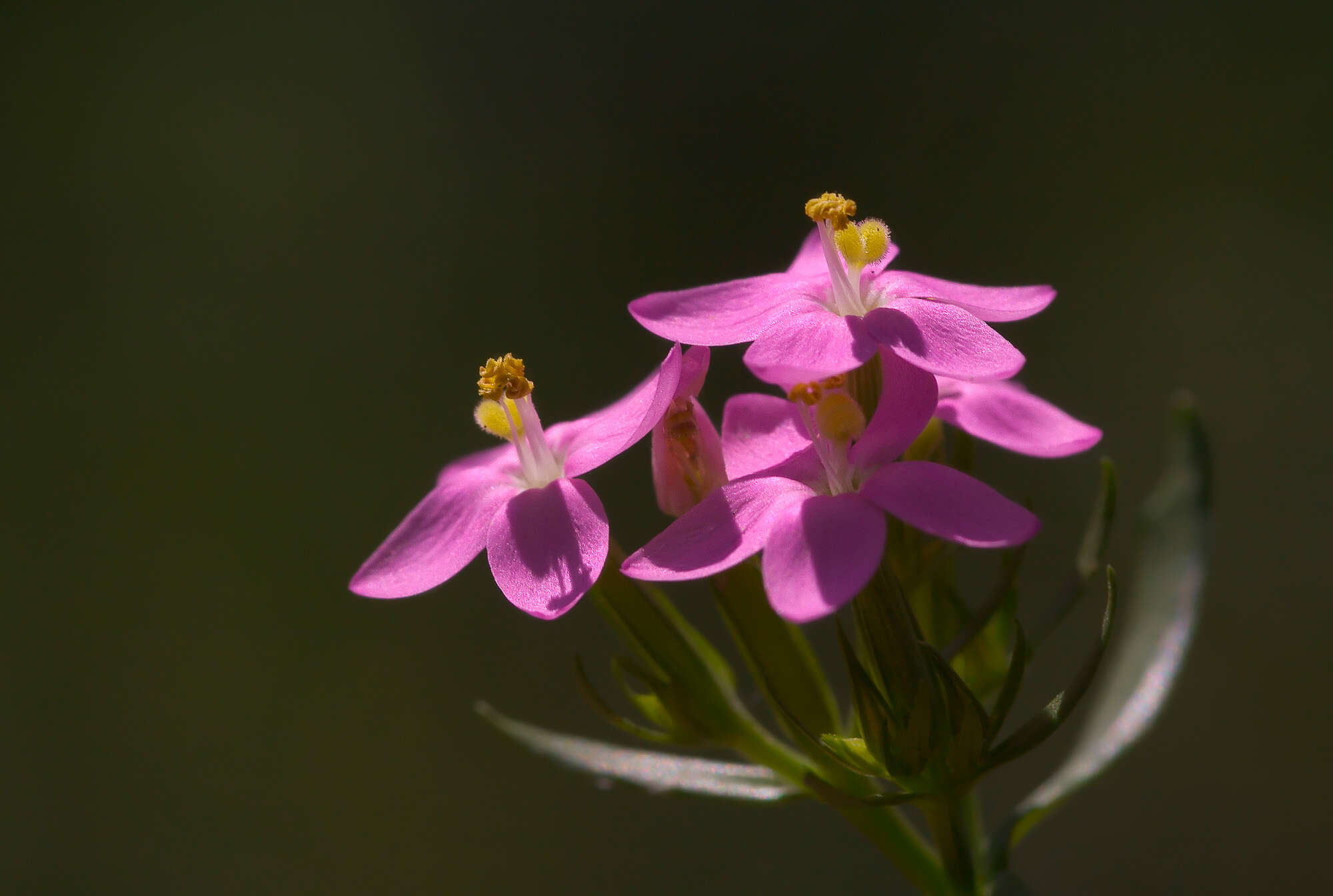 Image of Centaury