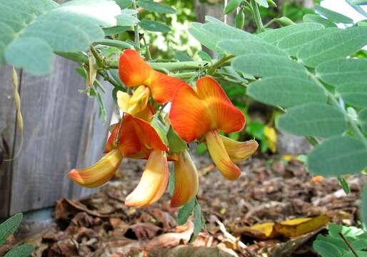 Image de Sesbania tomentosa Hook. & Arn.