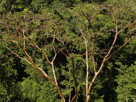 Image of gumbo limbo