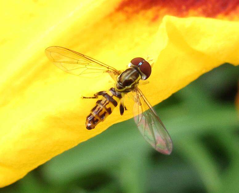 Image of Flower Flies